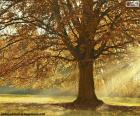 Sonbaharda yaprak döken ağaç